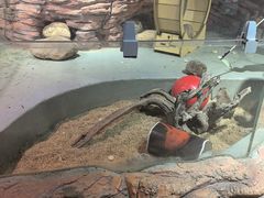 -正佳雨林生态植物园