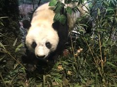 -陕西自然博物馆