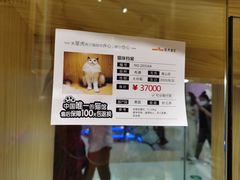 -屋虎猫馆(宝安大仟里店)