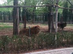 -秦皇岛野生动物园