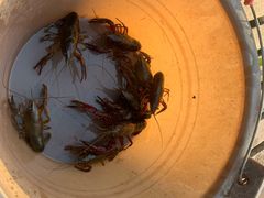 -同銮特种养殖场·龙虾垂钓