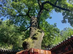 -潭柘寺景区
