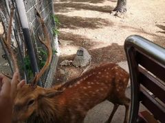 -清迈夜间动物园