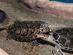 -大连圣亚海洋世界