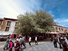 -古树酸奶(八廓南街店)
