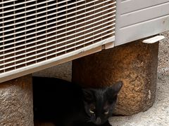 -蔡氏古民居建筑群