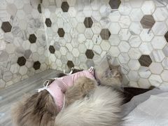 -宠爱国际动物医院·消化内科·心肾内科·ISFM猫友好(望京店)