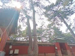 -普乐寺