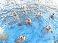 -海合安天津极地海洋公园