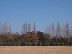 -上海滨江森林公园