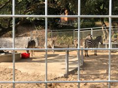 -泉州海丝野生动物世界