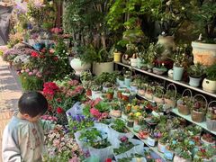 -溪岸路花鸟市场