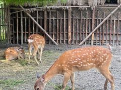 -广富林郊野公园