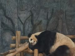 -深圳野生动物园