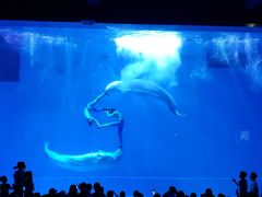 -芜湖新华联大白鲸海洋公园