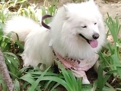 -宠福鑫动物医院(立水桥分院)