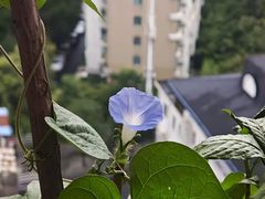 -大树餐厅(环球港店)
