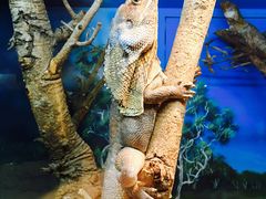 -费瑟代尔野生动物园