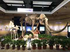 -自贡恐龙博物馆