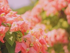 -中国科学院华南植物园