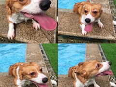 -汪说喵讲宠物乐园宠物酒店(红星美凯龙店)