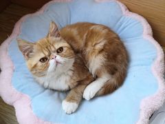 -Sweet cat·星愿猫咖(国贸大厦店)