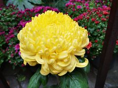 -菊花台公园