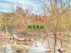 -溱湖国家湿地公园