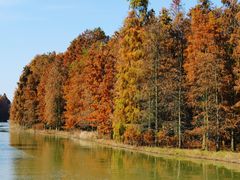 -上海海湾国家森林公园