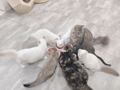 -楼上猫咖(罗湖店)