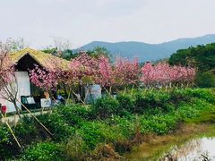 -天适樱花悠乐园
