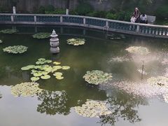-碧江金楼