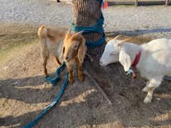 -前小桔亲子创意农场·草莓采摘·露营烧烤