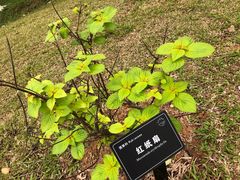 -东莞植物园
