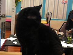 -猫小院猫主题咖啡厅(北锣店)