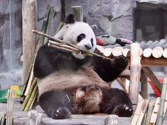 -栾川竹海野生动物园