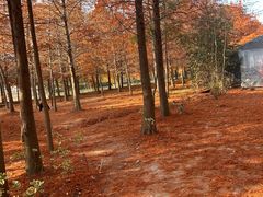 -上海海湾国家森林公园