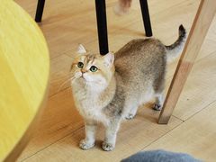 -Let's go狗咖·猫咖·奶狗·桌游(春熙路IFS店)