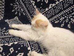 -平行世界·猫咖(首经贸店)