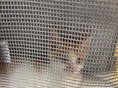 -宠物星动物医院·眼科·异宠·猫科(江南大道总院)