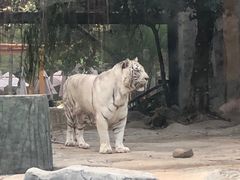-灵玲国际马戏城