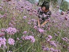 -北京索菲亚花海影视基地