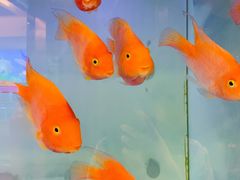 -东湖食堂·湖景餐厅•会议