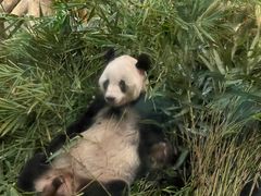 -深圳野生动物园
