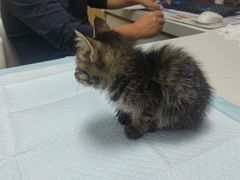 -瑞派长江宠物医院·猫科·外科·24小时夜护(谊城公寓分院)