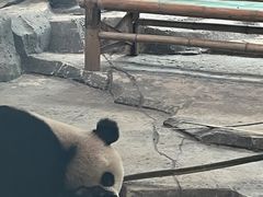 -武汉动物园