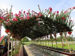 -武汉紫薇都市田园