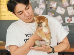 -柴犬高等学院·狗咖·柴犬售卖·宠物训练