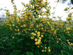 -同里国家湿地公园