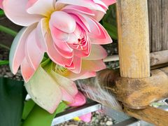 -七的湖·晚芳亭·阳澄湖农家菜·大闸蟹(莲花岛店)